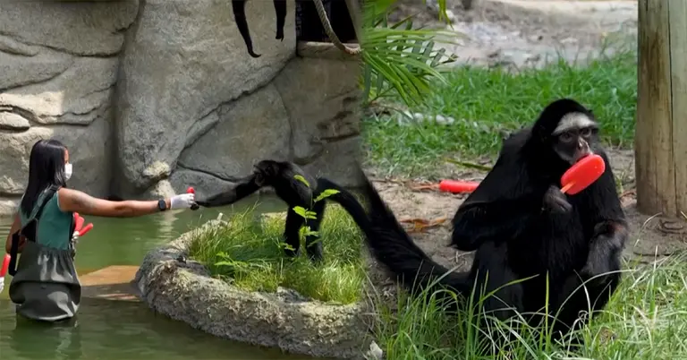 আইসক্রিম খাওয়ানো হচ্ছে প্রাণিদের